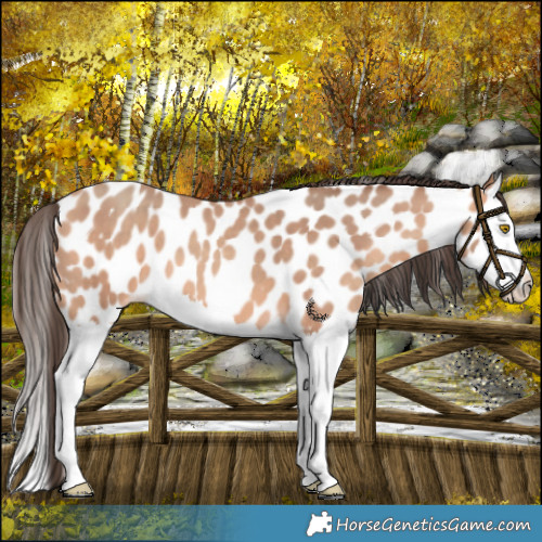 Horse Color:Amber Champagne Splash Leopard 