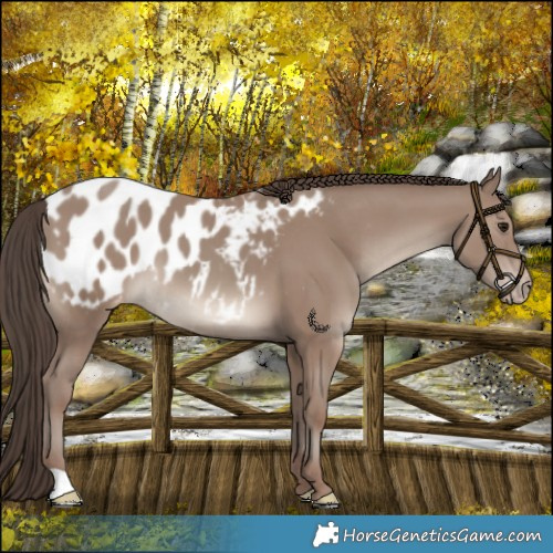 Horse Color:Classic Champagne Near Leopard 