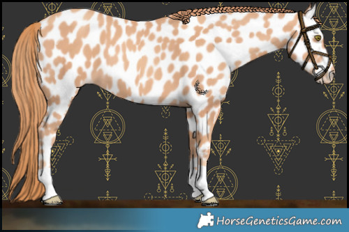 Horse Color:Gold Champagne Appaloosa