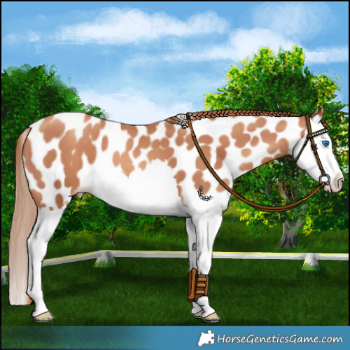 Horse Color:Gold Champagne Splash Appaloosa 