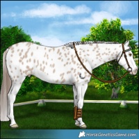 Horse Color:Classic Champagne Dun Splash Leopard 