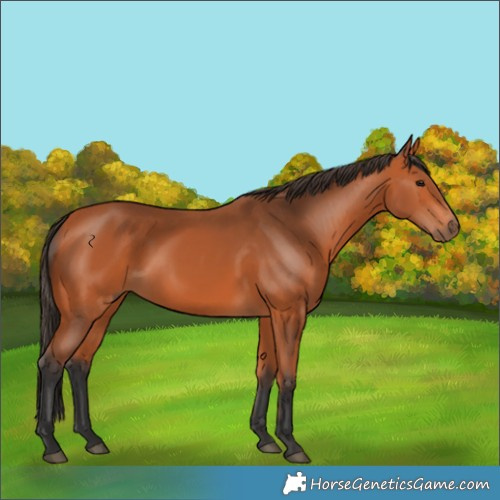 Horse Color:Bay 