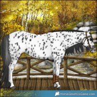 Horse Color:Black Tobiano Appaloosa 