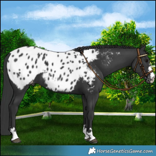 Horse Color:Black Appaloosa