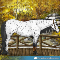 Horse Color:Black Near Leopard 