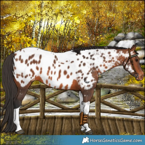 Horse Color:Bay Tobiano Appaloosa 