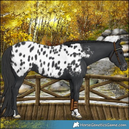 Horse Color:Black Appaloosa