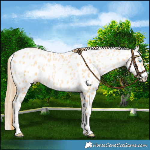 Horse Color:Buckskin Pearl Tobiano Leopard 
