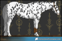 Horse Color:Black Tobiano Appaloosa 