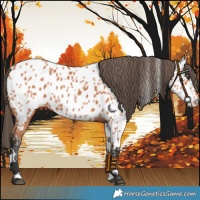Horse Color:Bay Tobiano Near Leopard 