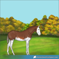 Horse Color:Chestnut Splash