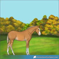 Horse Color:Palomino 