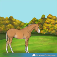 Horse Color:Palomino 