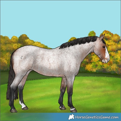 Horse Color:Bay Roan Splash 
