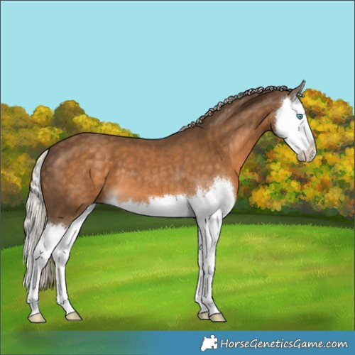 Horse Color:Chocolate Palomino Splash 