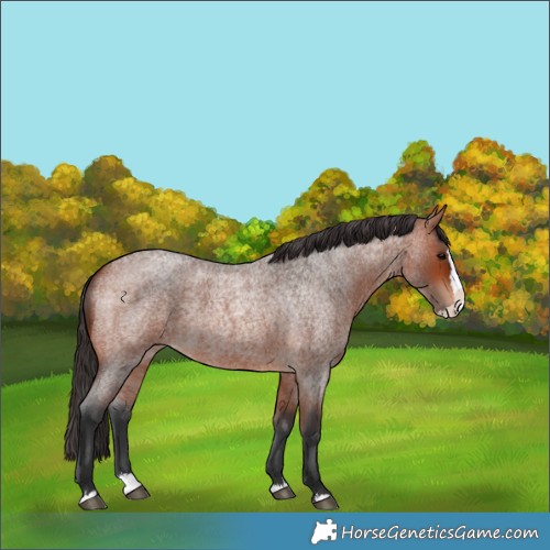 Horse Color:Bay Roan Splash 