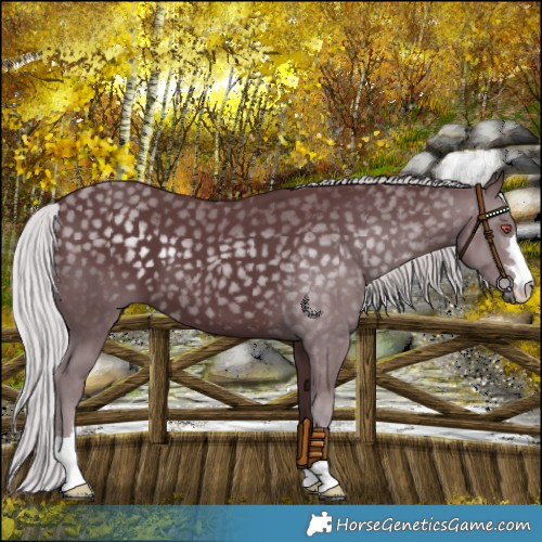 Horse Color:Chocolate Silver Black Chinchilla 