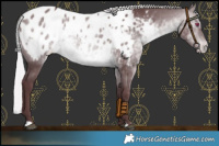 Horse Color:Chocolate Silver Brown Chinchilla Appaloosa 