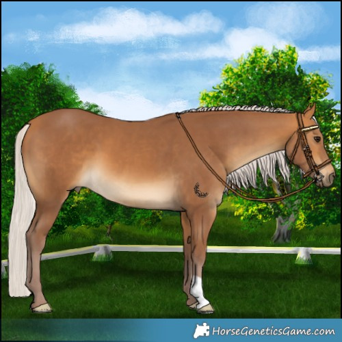 Horse Color:Chocolate Silver Buckskin 