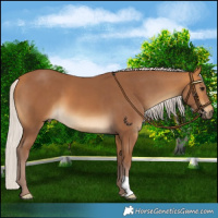 Horse Color:Chocolate Silver Buckskin 
