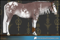 Horse Color:Chocolate Silver Smoky Black Chinchilla Sabino Splash Appaloosa 