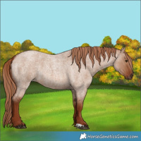 Horse Color:Red Dun Roan 
