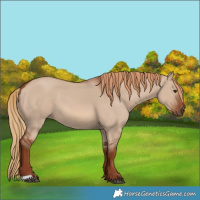 Horse Color:Red Dun 