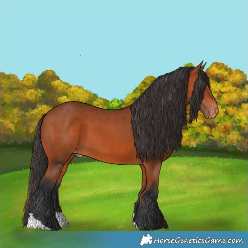 Horse Color:Bay Appaloosa 