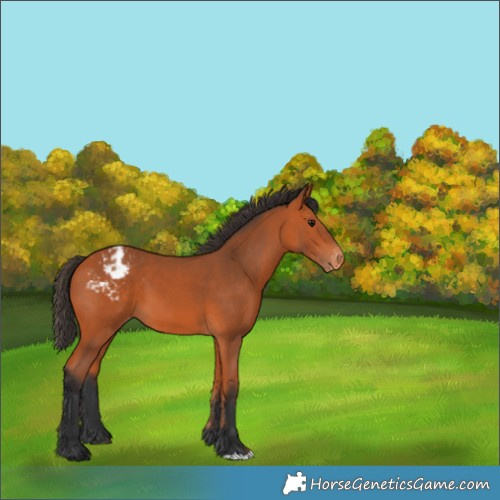 Horse Color:Bay Appaloosa