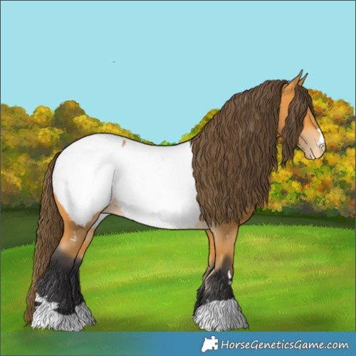 Horse Color:Buckskin Appaloosa