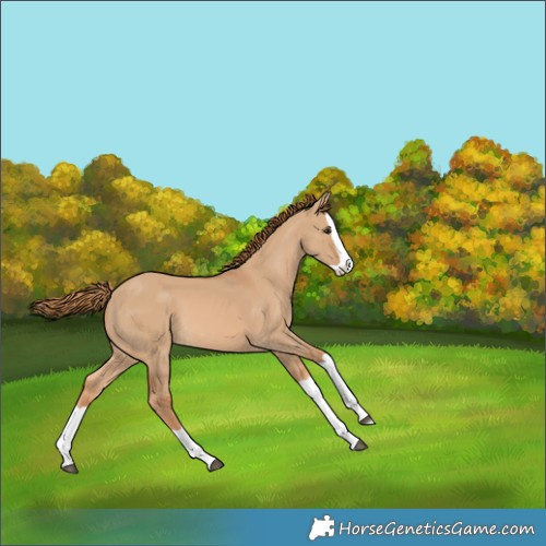 Horse Color:Red Dun Splash