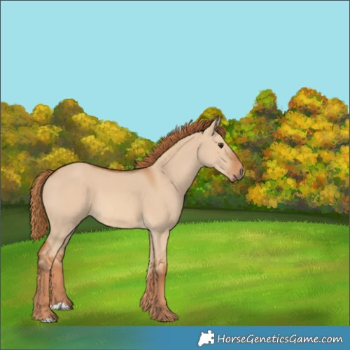 Horse Color:Red Dun