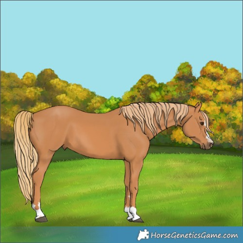 Horse Color:Unknown 