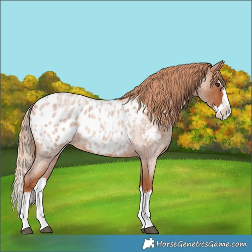 Horse Color:Red Roan Splash Appaloosa 