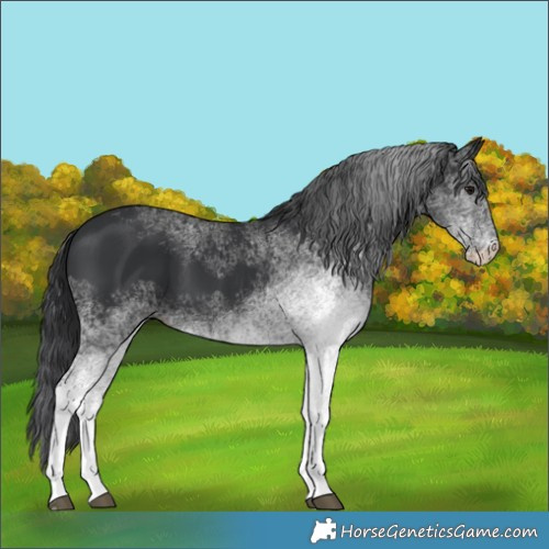 Horse Color:White Spotted Black 