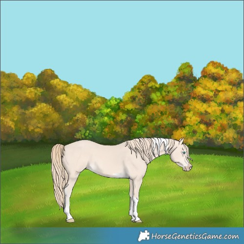 Horse Color:Perlino Tobiano