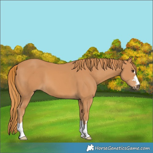Horse Color:Chestnut 