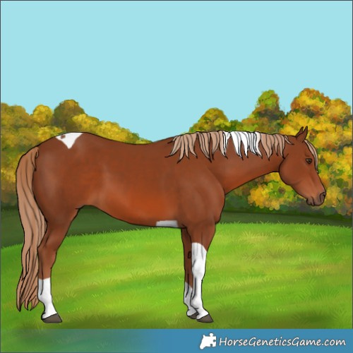 Horse Color:Chestnut Tobiano 