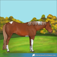 Horse Color:Chestnut Tobiano
