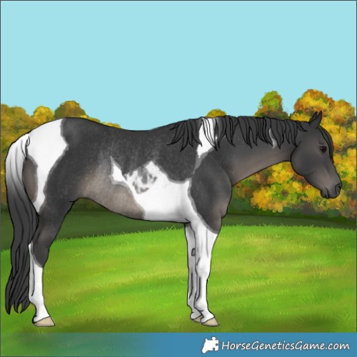 Horse Color:Black Tobiano Rabicano 