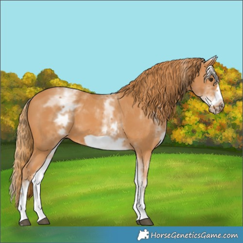 Horse Color:White Spotted Chestnut Frame