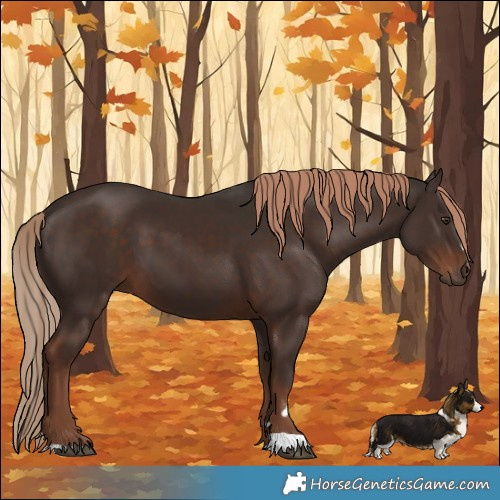 Horse Color:Liver Chestnut 
