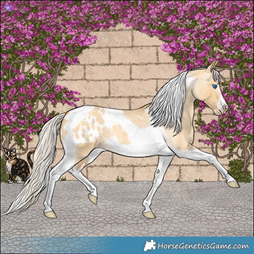 Horse Color:Gray Silver Amber Cream Champagne Roan Dun Splash Tobiano Frame Appaloosa Rabicano 