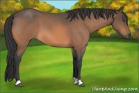 Horse Color:Buckskin Roan 
