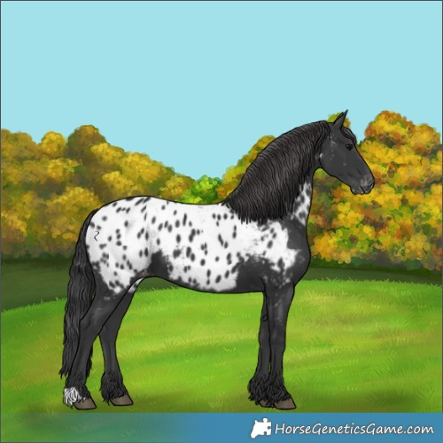 Horse Color:Black Appaloosa 