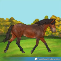 Horse Color:Bay 