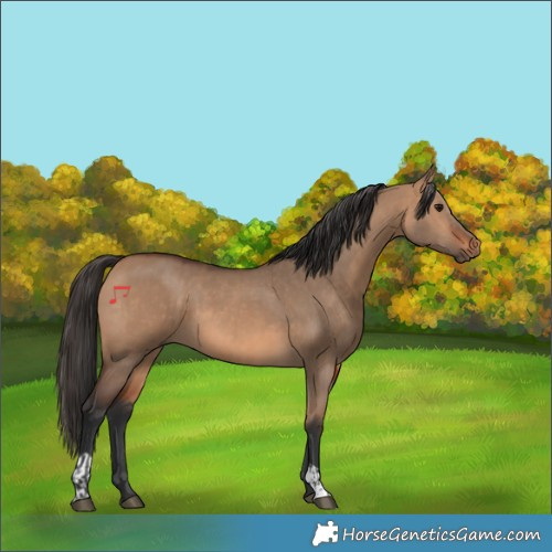 Horse Color:Bay Dun  and Bay Dun 