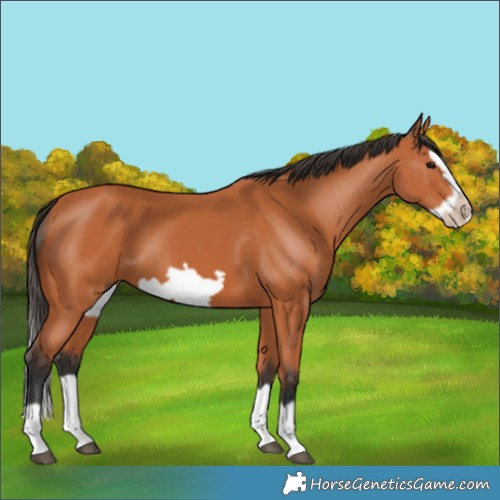 Horse Color:Bay Splash Frame