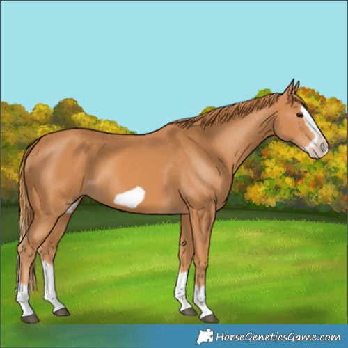 Horse Color:Chestnut Splash Frame