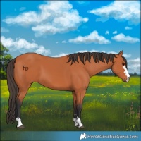 Horse Color:Bay 